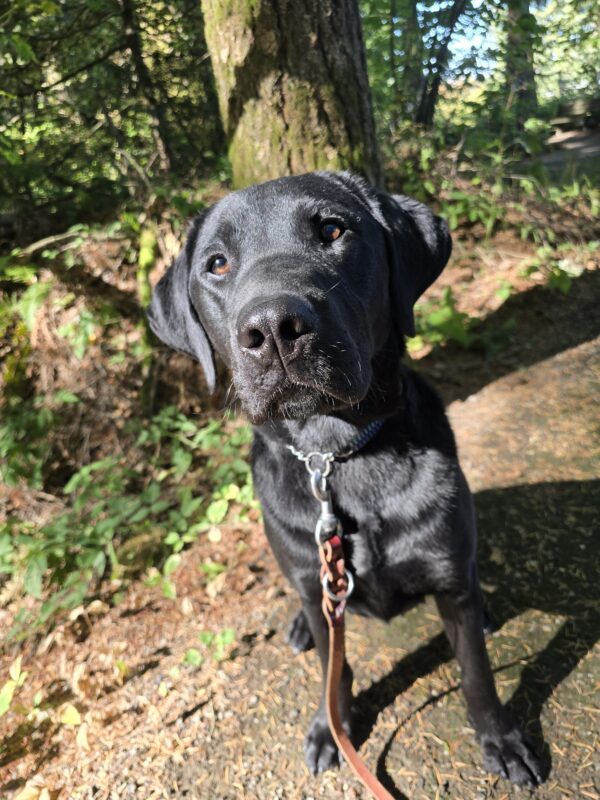 Black Lab Muir is sitting on a path in a wooded area. He is looking up towards the camera, his brown eyes illuminated by the sun.