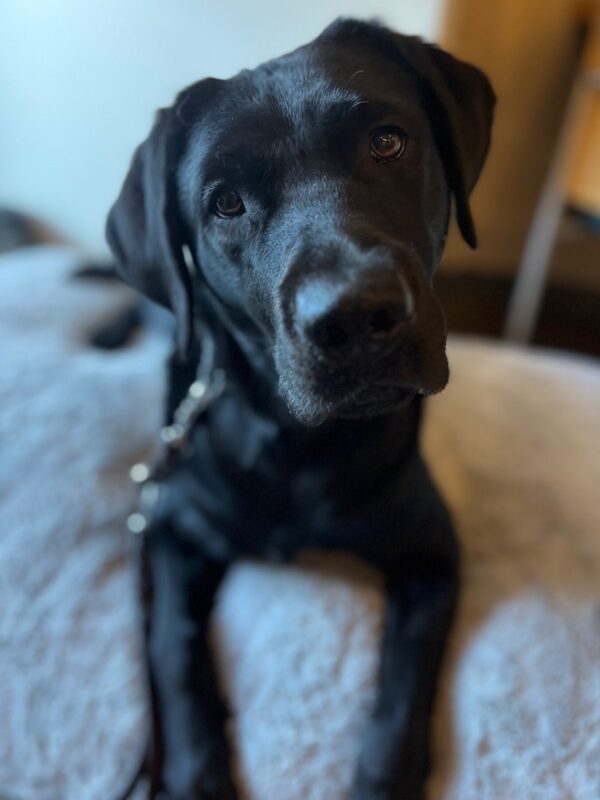 A close-up photo focused on Myra's tilted, curious face as she lays on a plush bed, the background slightly blurred.