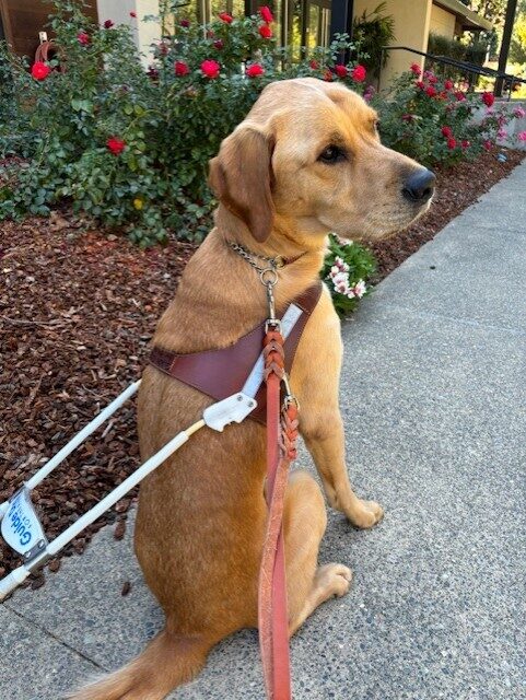 Navi sits in harness on a cement pathway. He is gazing to the right off camera. There are beautiful red roses visible behind him.