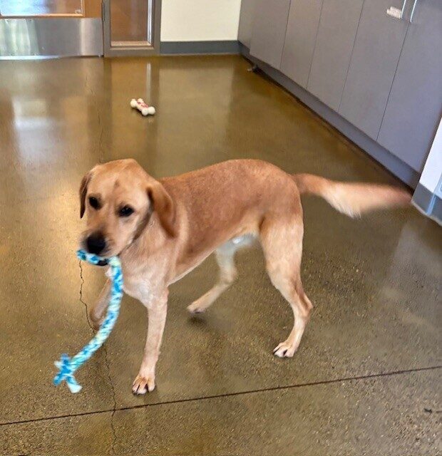 Navi runs inside with a tug toy in his mouth. His tail is blurry because he is wagging SO fast!
