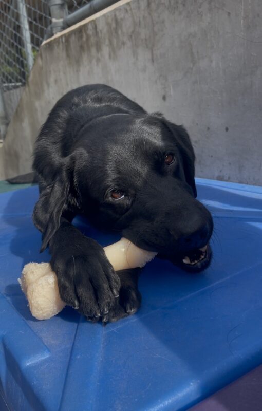 Newton, a male black Labrador, lays on a blue plastic play structure with his paws around a bone. He is actively chewing on a bone.