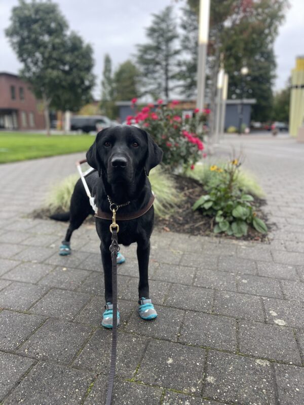 Newton, a male black Labrador, is standing in a park plaza with his harness and four blue booties on. Behind him is an overcast sky and pink and yellow flowers.