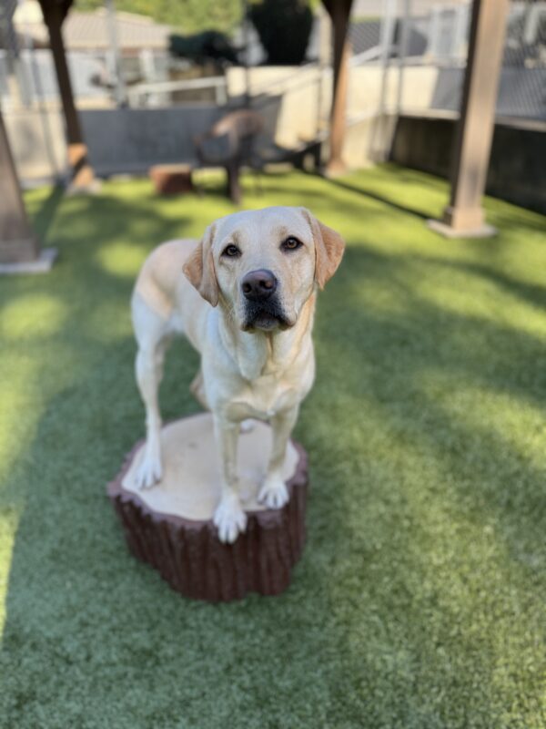 Yellow lab, Nomi, stands with all four feet on a plastic stump shaped play structure. She is looking into the camera sweetly, waiting for her treat.