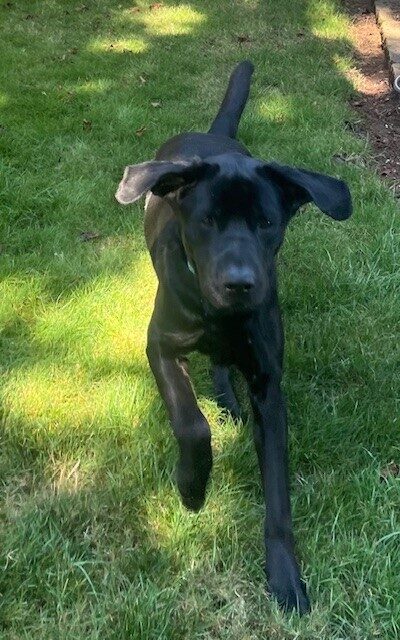 <p>Black Lab, Norway, running in green grass. His ears are flapping.</p>