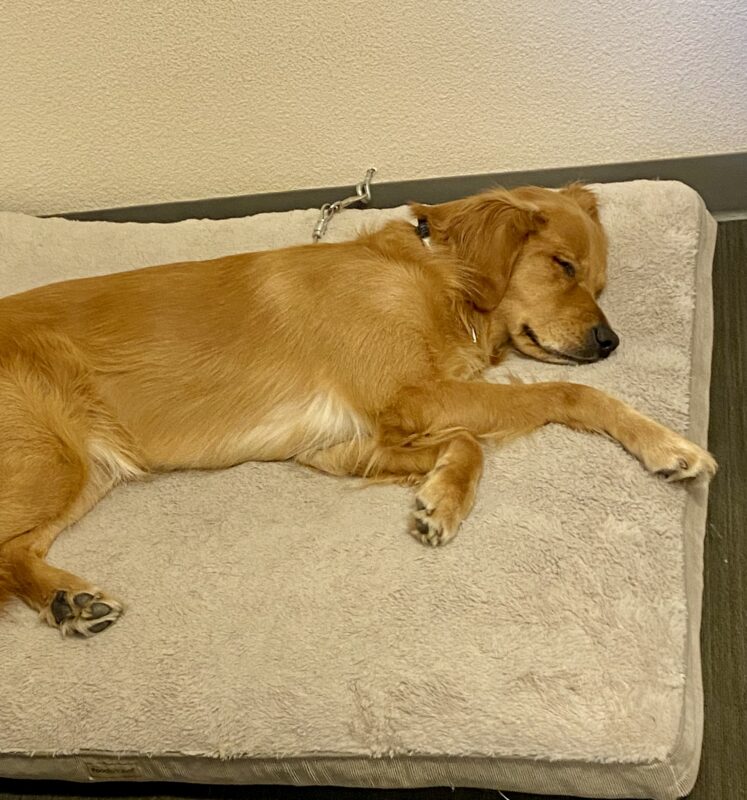 Nugget is asleep on his side on a large, fluffy dog bed, looking very relaxed and peaceful.