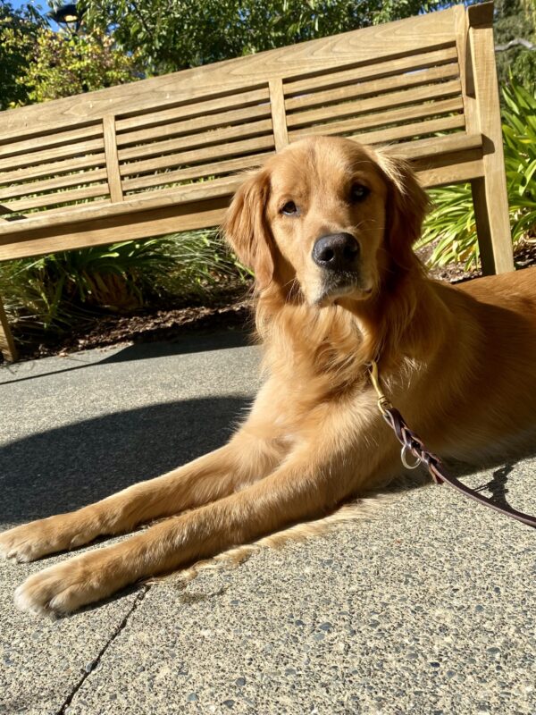Nugget is laying on a paved patio, bathed in sunshine. Behind him is a wooden bench and green plants, and he's looking directly at the camera.