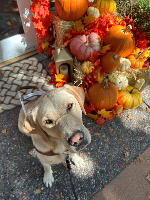 Palm is in harness while sitting on the sidewalk in harness. Her head is slightly tilted to the side as she looks up at the camera. In the background is a pumpkin display.