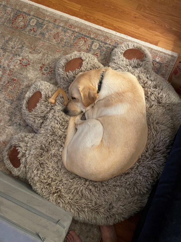 <p>Paxs lays curled up in the middle of a dog bed shaped like a giant bear paw.</p>