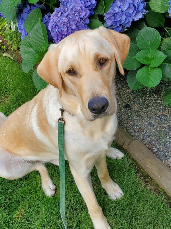 <p>Pax sits in the grass with a bush of purple hydrangeas behind him.</p>