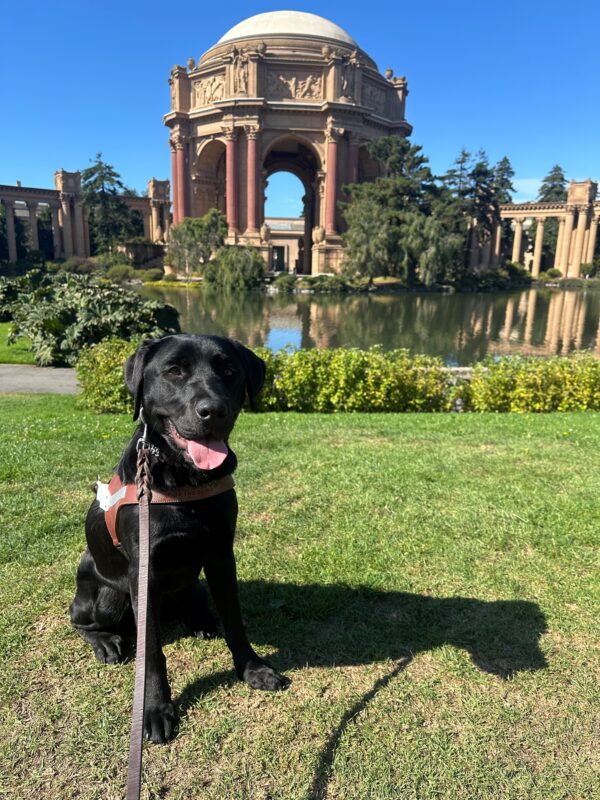 Pecan is sitting and smiling in her guide dog harness on a grass patch in front of San Francisco’s Palace of Fine Arts.