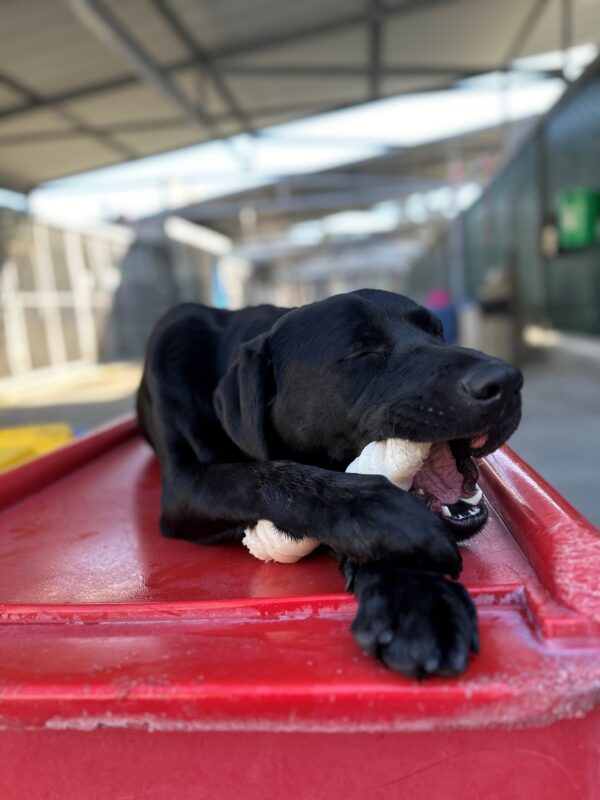 Pecan is laying down on a red play structure in our Community Run area. Her eyes are closed as she happily chews a Nylabone she’s holding between her two front paws.