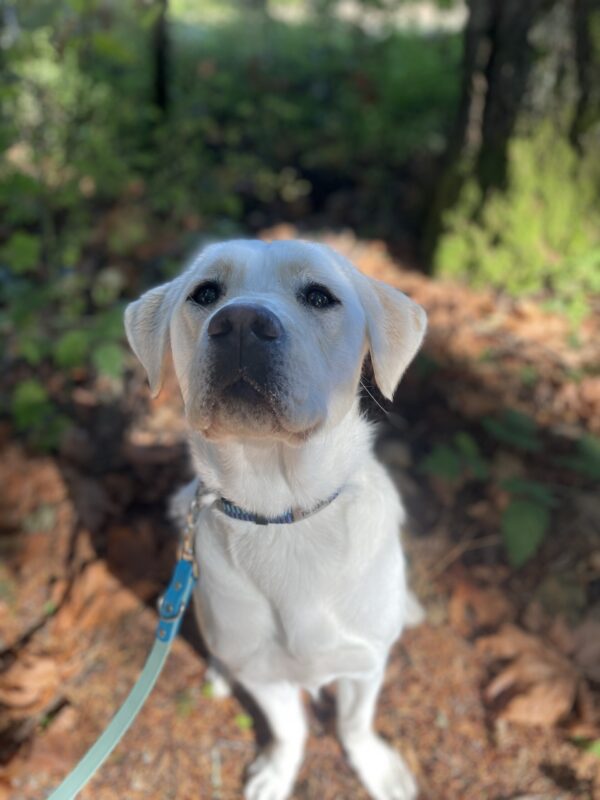 Yellow Lab Pink is sitting in a wooded area. She is looking up towards the camera with an expectant look, a slight shadow cast over her face.