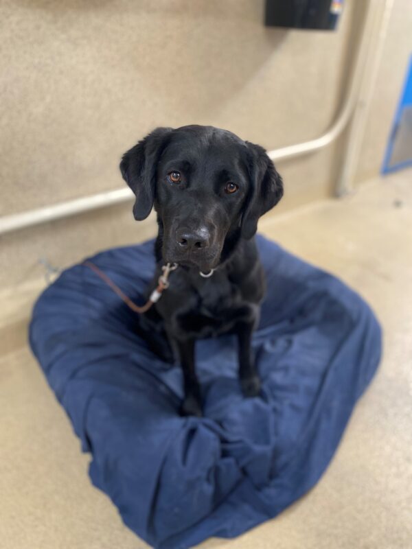 Prima sits on a large, blue dog bed. Her posture is at attention. She is looking towards the camera with a hopeful look on her face.