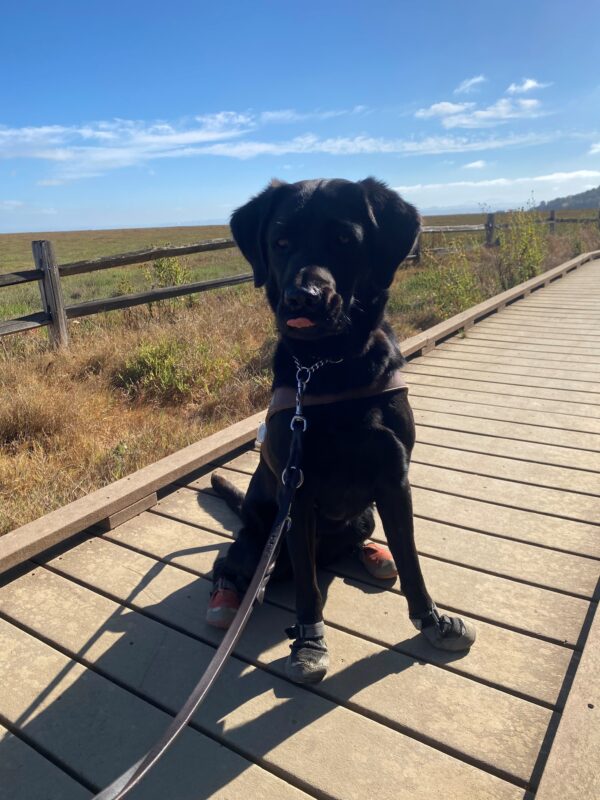 Prima sits on a wooden platform above marshland. She is sporting her harness and boots on all her feet (2 grey, 2 red). Her ears are perked and the tip of her tongue is sticking out. There is greenery and blue skies behind her.