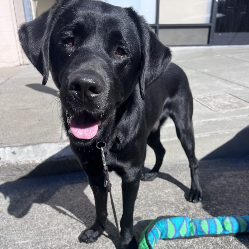 Reeves is standing next to a colorful toy and is looking at the camera with his ears perked and a happy smile on his face.