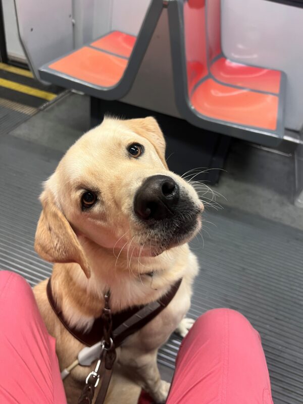 A close up image of Rigby's face, while he is sitting in harness. He looks up into the camera, which is focused on his light brown eyes. He sits in between his handlers legs during a train ride.