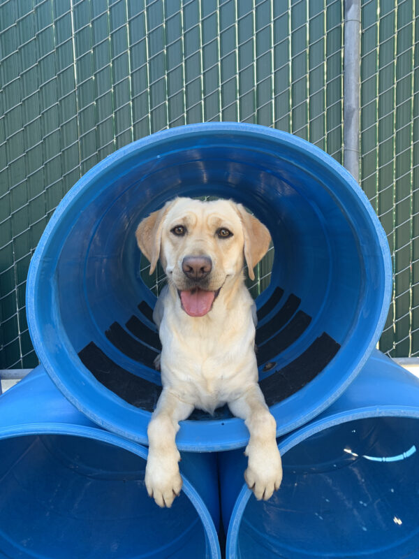 Rivendell is alert and smiling as she lays in a blue barrel style play structure.