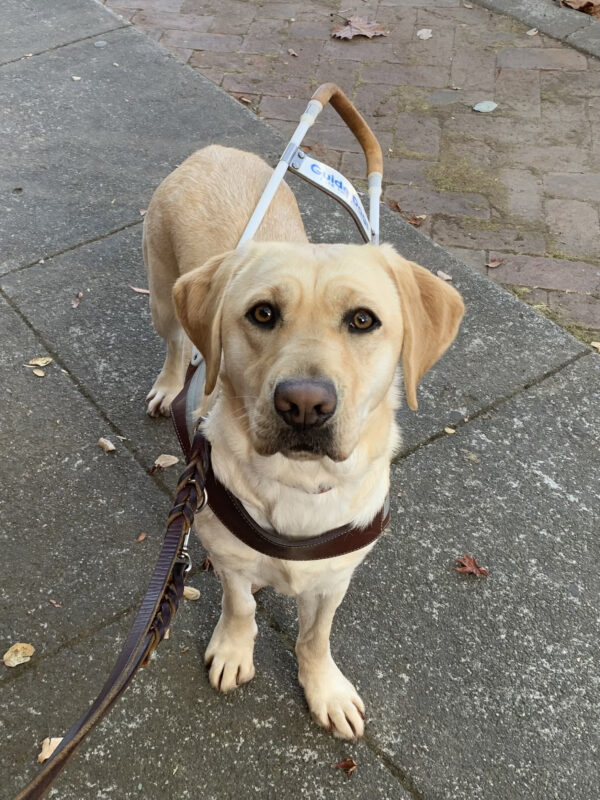 Rivendell stands in harness looking at the camera with an inquisitive yet serious expression following a guide work route.