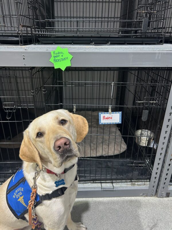 Yellow Lab Rodeo is wearing a blue service dog vest. He is sitting in front of wire kennels where a green note is attached that says: 