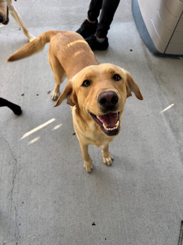 Rubicon stops to check in with her handler while running with her doggy friends. Her mouth is open giving the appearance of a big smile on her face.