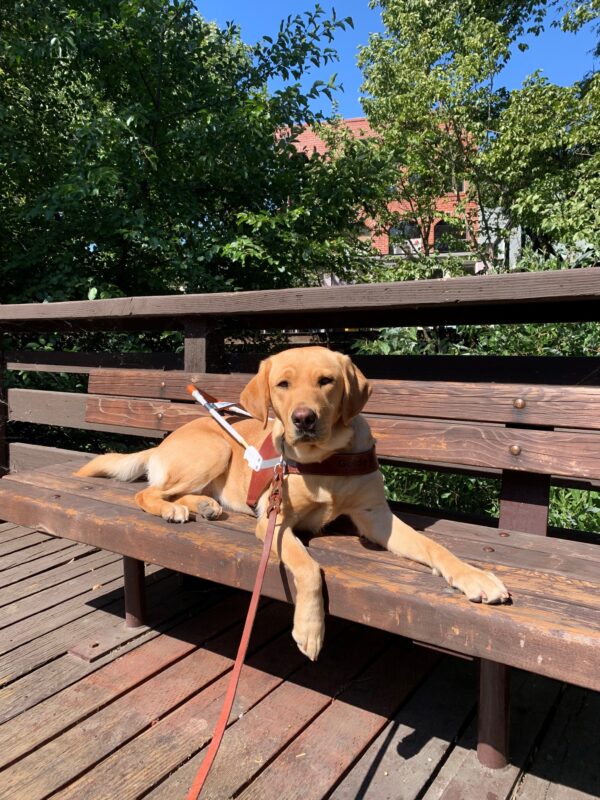Rubicon lays on a wooden bench with her front paw lightly hanging from the edge.