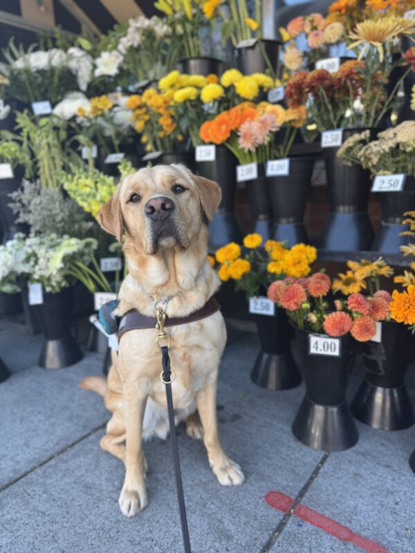 Yellow lab, Samir, looks into the camera seriously while wearing his harness in front of a flower stand with mostly yellow, orange and white flowers.