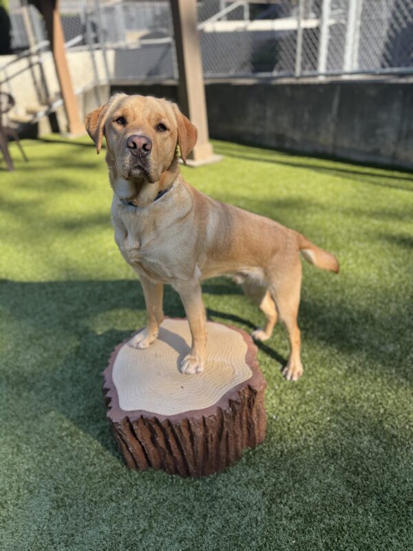Yellow lab, Samir, stands with his front feet on a plastic tree stump in one fo the turf play yards. He is looking into the camera seriously, likely wondering when his kibble is coming.