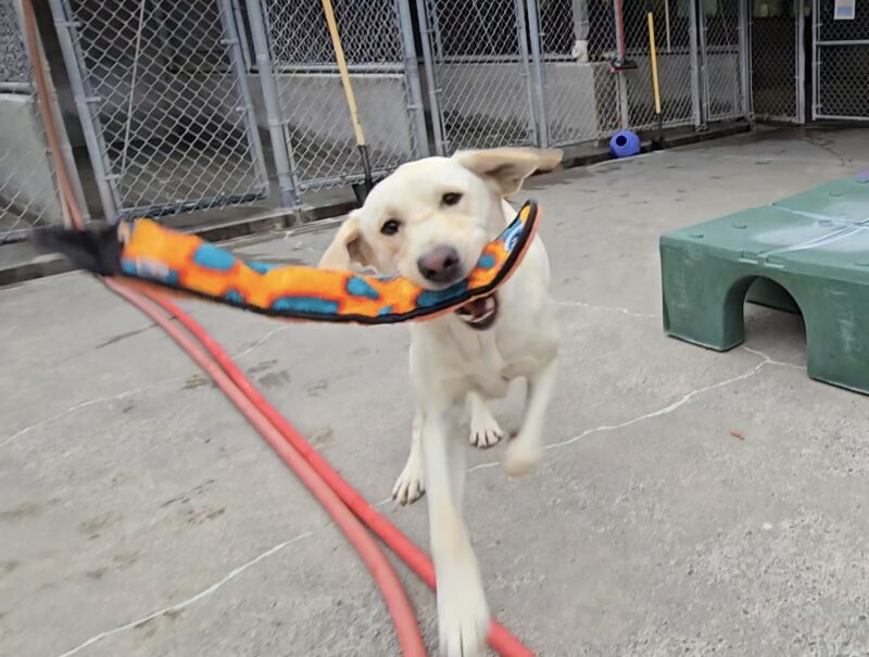 An action shot of Janey running around CR on the Oregon Campus. She has a soft toy in his mouth.