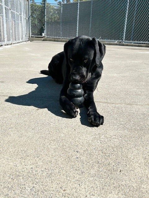 Shamrock is laying in a fenced play area facing the camera with a black Kong toy between his front legs. He is lightly chewing on the top of it while looking up towards the camera.