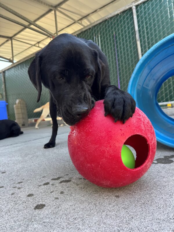 Silver grabs onto a red Jolly ball with his front paw and grips it with his mouth. He enjoys running around the play yard while holding his jolly ball.