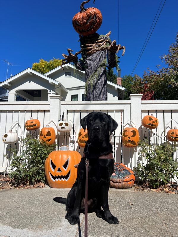 Silver sits in harness and looks directly into the camera. He is unfazed by the spooky pumpkin Halloween decorations in the background.