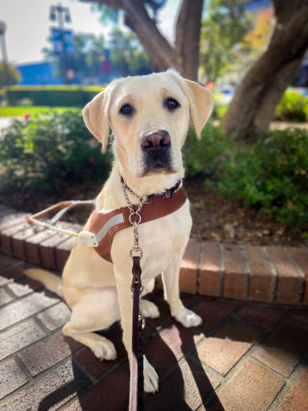 Soju sits in harness on a brick pathway in downtown San Rafael