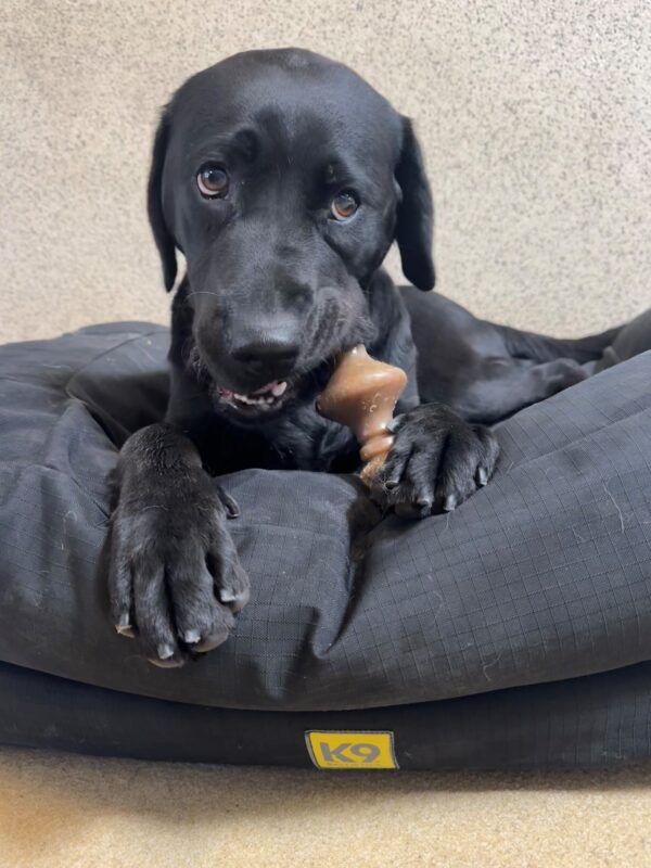 Sundays lays on a black dog bed while chewing on a benebone.