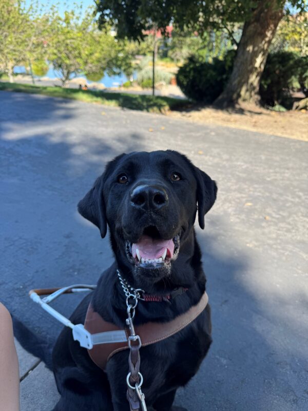 Sunday sits in harness with her mouth parted open, giving the appearance of a smile.