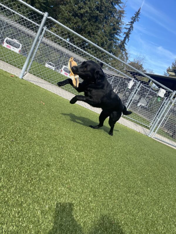 Beckett, a male black lab, is fully stretched as he runs through one of our community run areas. He holds a stuffed toy in his mouth and has a silly look on his face. Green turf makes up most of the background.