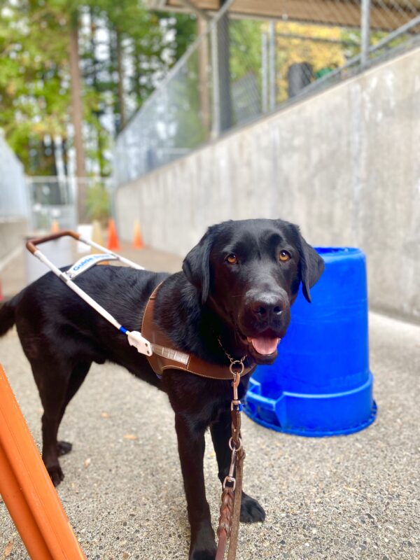 Beckett, a male black lab, stands in his GDB harness in one of our obstacle courses on our Oregon campus. He looks at the camera with bright brown eyes and his tongue slightly out. A blue, upside-down trash can and some orange cones are in the fore and background.