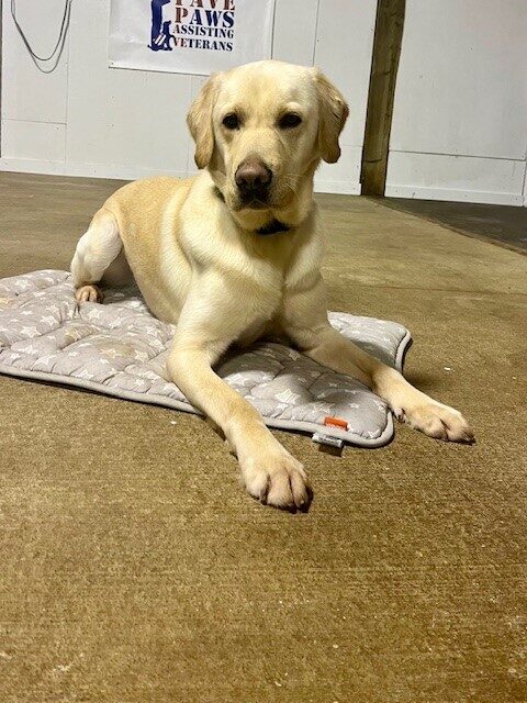 Yellow lab Champion laying on a gray and white star patterned mat. Banner with PAVE logo in the background.