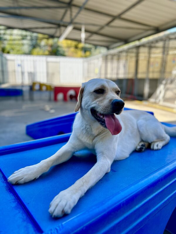 Danson is lying down on a large blue play structure. He is looking off to the side and his tongue is hanging out of his mouth.
