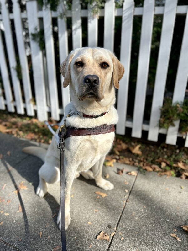 Danson sits in harness in front of a white picket fence with fall foliage on the ground. He is looking at the camera with a regal expression.