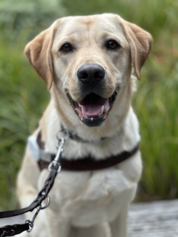 A portrait of yellow Labrador Denny sitting in harness on a bench. He is looking at the camera with his mouth slightly open.