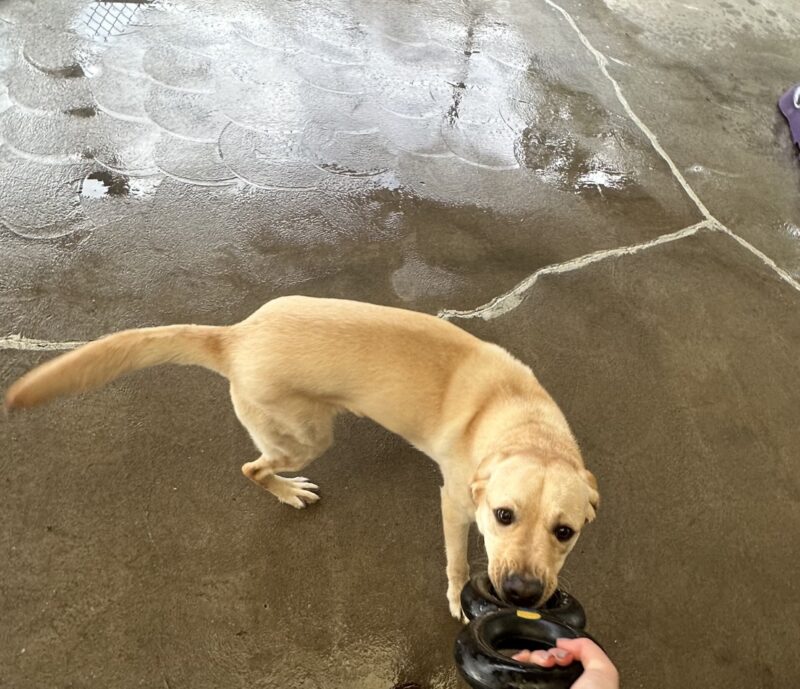 Denny tugs on a black figure-eight tug toy with his instructor in community run. His body is slightly curved and facing the camera. Also pictured is the instructor's hand holding the tug toy.