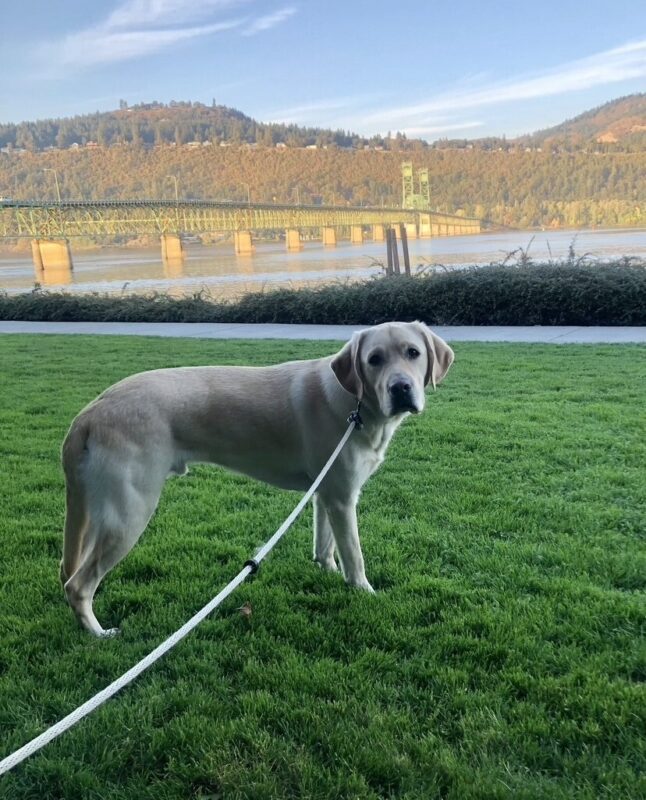Profile picture of Donovan, a yellow Labrador Retriever, while standing in the grass while on a walk with his foster care providers. There is a bridge and river in the background.