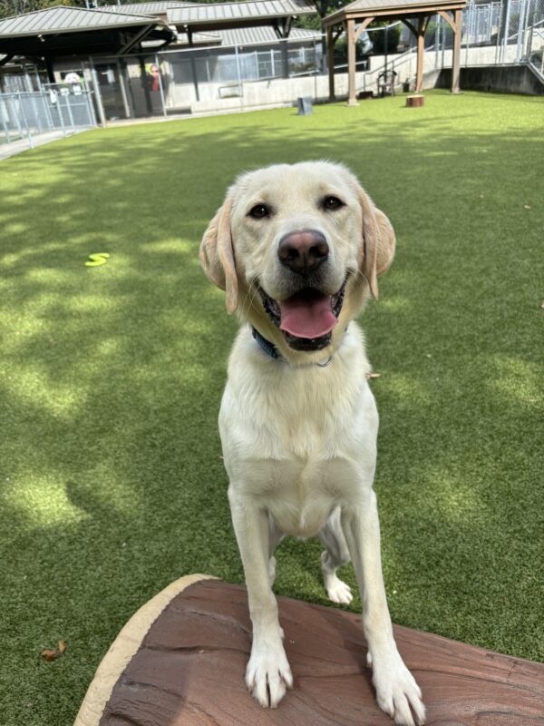 A yellow Labrador Retriever looks onto the camera with his tongue out on a sunny day. His front legs are perched upon a faux play log in a grassy area.