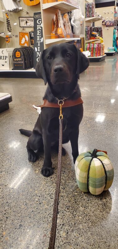 Emmylou, a small female black lab, sits in her GDB harness in the Halloween section of a local store. She looks at the camera with a somewhat serious expression. A green-plaid fabric pumpkin decoration is on the ground in front of her, with various decorations on shelves in the background.