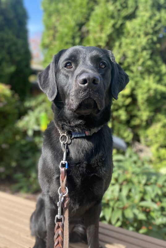 Fiori, a female black lab, sits on a bench on our GDB campus. She looks at the camera with an adorably serious expression and catches some rare October sun. Green foliage makes up the background.
