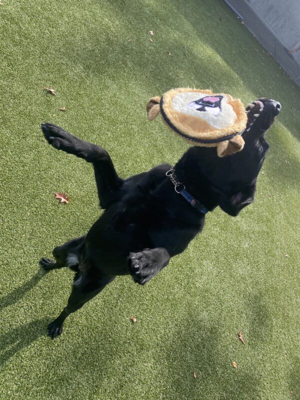 Fiori, a female black lab, stretches her entire body up in the air as she tosses a stuffed toy above her head in one of our community run areas. Her body is so stretched out that it looks like she’s standing on her hind feet!