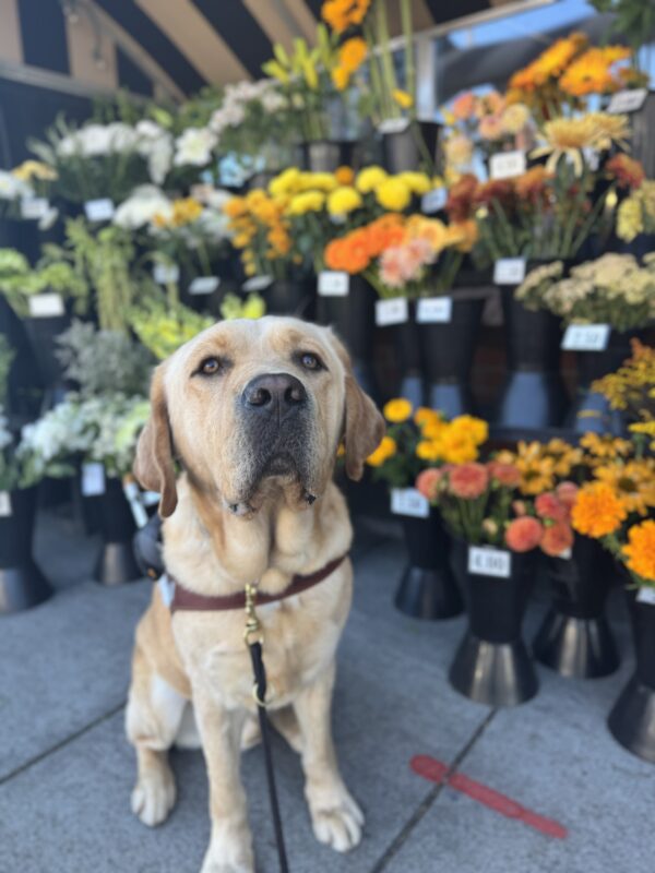 Yellow lab, Gavin, sits in front of a flower stand with mostly yellow, orange and white flowers. He is wearing his harness and looking into the camera proudly.