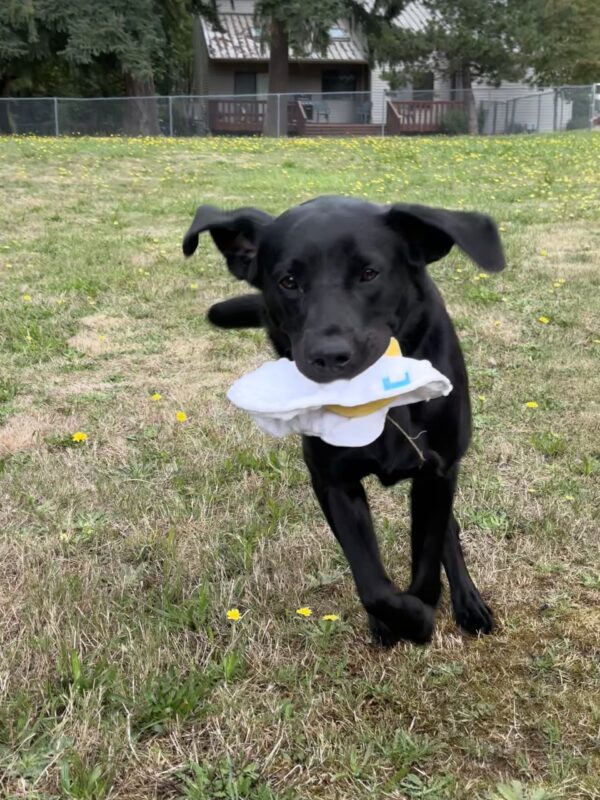 June runs through a field of grass and yellow dandelions holding a fried egg stuffie in her mouth. Her front feet are off the ground and her ears are bouncing up in the air as she runs.