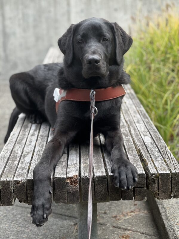 A portrait of black Labrador Retriever, Kensington, laying on a wooden bench. He is looking at the camera and his right paw is hanging off the edge of the bench. He is wearing his leather harness body and there is a leather leash attached to his collar.