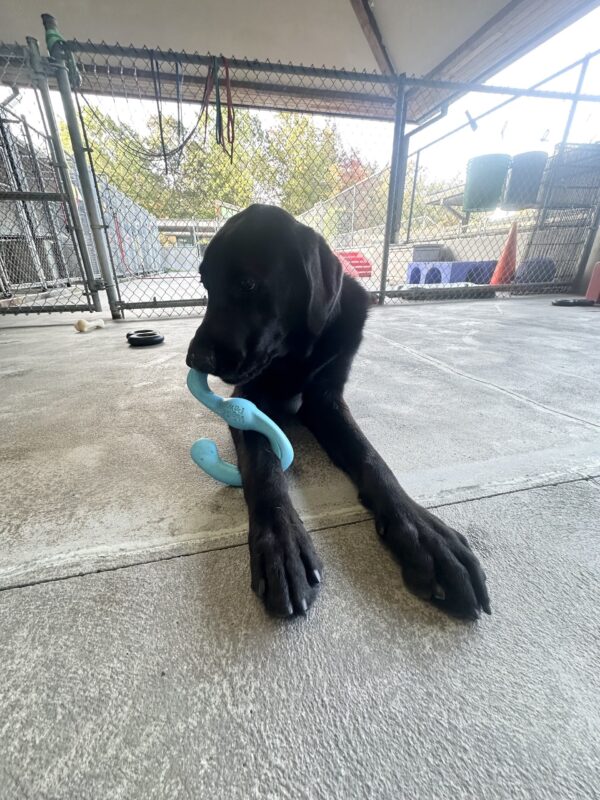 Kensington lays in the community run area chewing a blue z-shaped tug toy that is looped around his right front leg. He is looking to his right. There are various toys and play structures in the background.